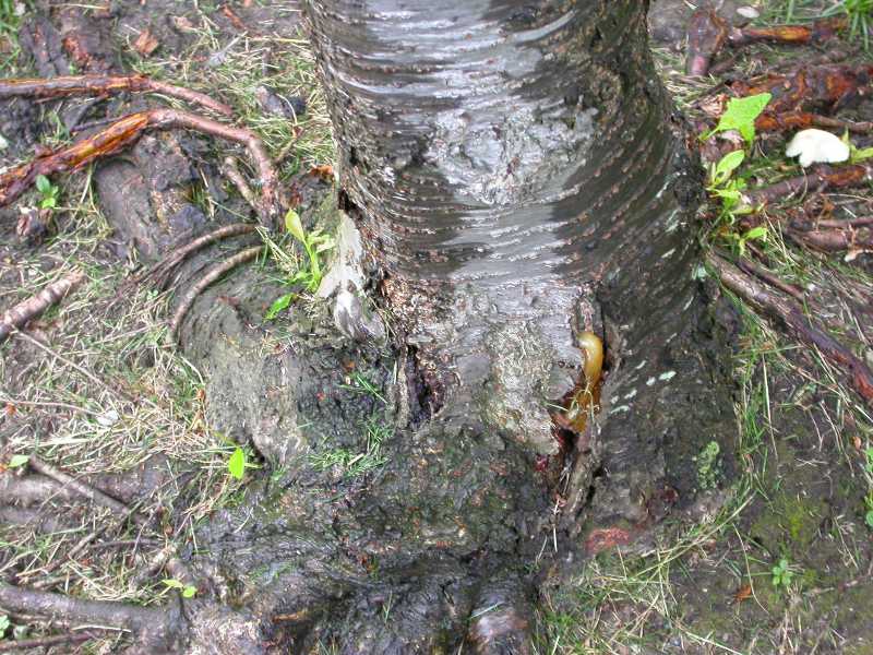 Plum Tree Sap Plum Tree Disease Tree Health Care Arbtalk The Social